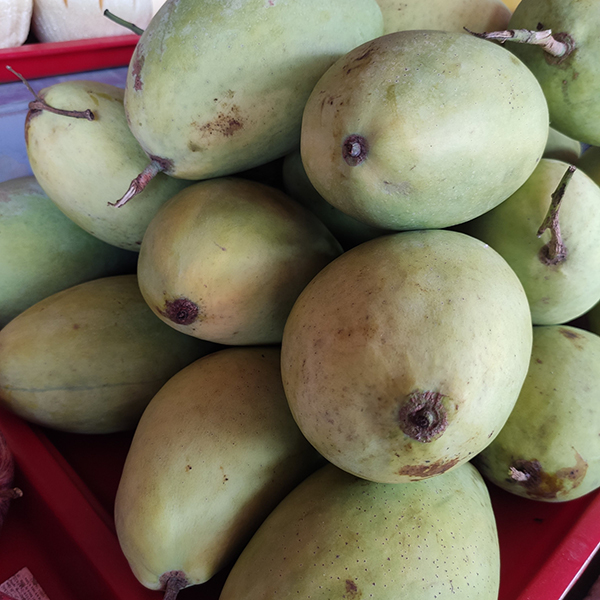 Xoài cát Hoà Lộc xanh